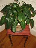 Potted plant