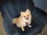 Newest member of our team, Gracie Belle (NOT FOR SALE)
