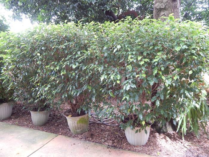 Potted ficus