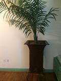 One of two decorative palms