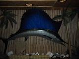 Very Large Sail Fish