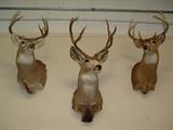 WHITETAIL AND MULE DEER MOUNTS