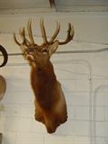 ELK MOUNT
