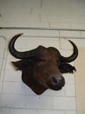 CAPE BUFFALO