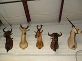 EXOCTIC TAXIDERMY