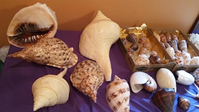 Seashell  collection  , these are rare and large 