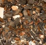 4 gallon bucket full of fossils