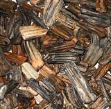 Loads of Fossilized Teeth