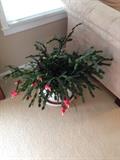 Very large Christmas cactus
