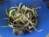 Unmounted antlers
