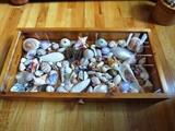 Shell Collection