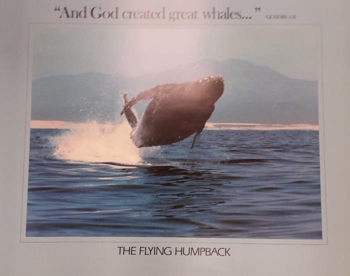 THE FLYING HUMPBACK