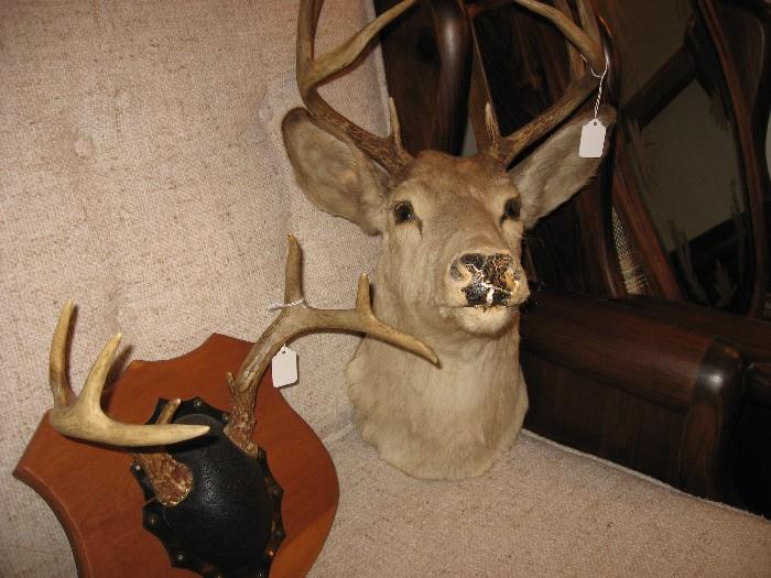 Deer head mount