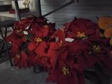 Poinsettias in urns