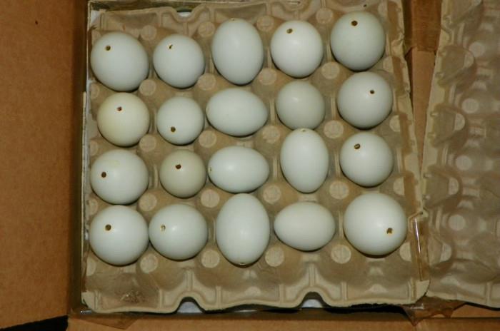 Blown out Eggs
