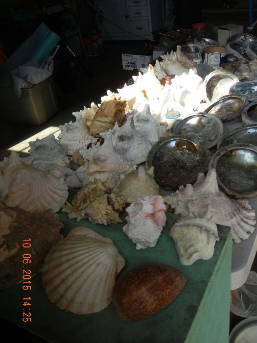 Large Conch Shells  & Sea Shells