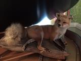 Taxidermy fox