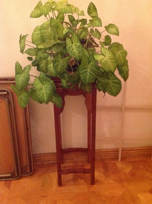 Plant stand and indoor plants 