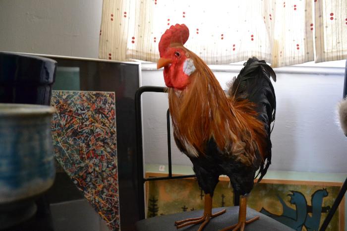 Come say hi to the rooster. He does not bite.