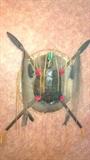 REAL TURTLE SHELL INDIAN ART