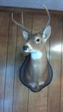 NICE DEER