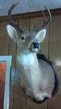 NICE DEER