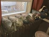 Duck Decoys