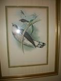 four hand tinted early lithographs of birds