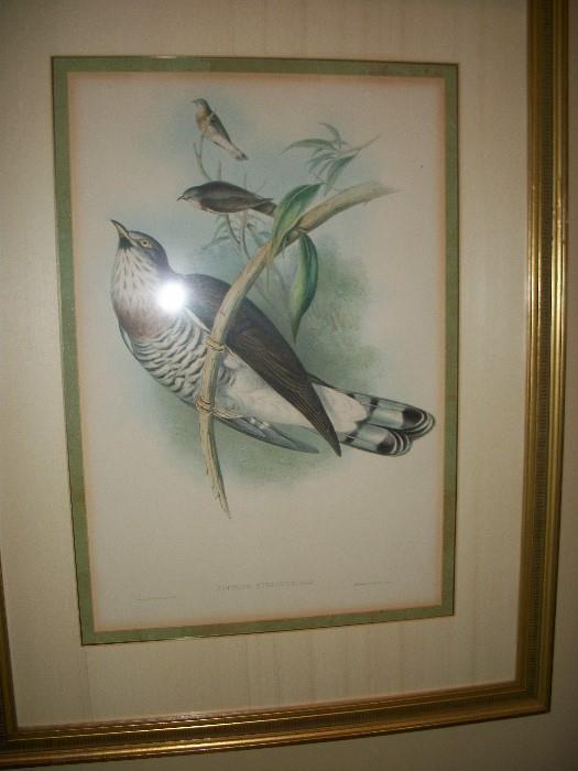 four hand tinted early lithographs of birds