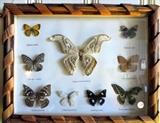 Framed Butterfly Collection 18" X 14"