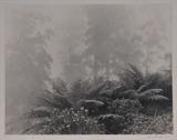 lot 286a: John B. Eaton
 Ferns and Australian Hillside each 11" x 14 1/4" photograph both pencil signed lower right on cardboard mounts
