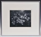 lot 282: George A. Tice
 Aquatic Plants #8, N.J. 1967 7 1/2" x 9 /12" photograph signed lower right