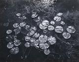 lot 282: George A. Tice
 Aquatic Plants #8, N.J. 1967 7 1/2" x 9 /12" photograph signed lower right