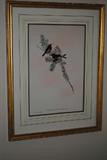 Gould bird print