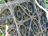 Antique Wrought Iron Gate & Doors - closeup