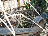 Antique Wrought Iron Gate & Doors