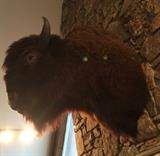 Authentic taxidermy native American buffalo head. It's HUGE!