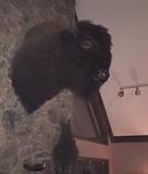 Huge mounted buffalo bison head.