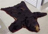 C/1900 Large Black Bear rug 