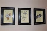 Framed, Decorative Shells