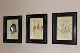 Framed Decorative Shells
