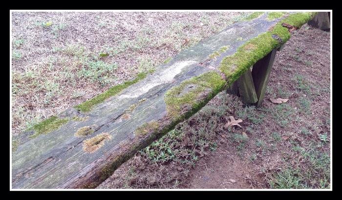 Moss covered bench