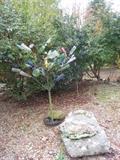 bottle tree