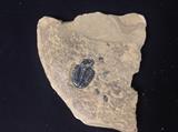 Trilobite fossil.