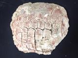 Fossilized Turtle Shell
