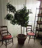 many plants will be for sale