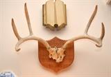 Mounted Deer Antlers