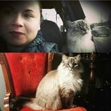 Every sale we have peolple ask about Vivian, our rescue kitty that was our old shop resident who loved all the attention she got from visitors. She will be on site for our dearborn sale to let you try to win her affection :)