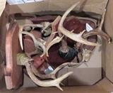 Whitetail Deer Antlers, Mounts