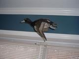 one of the taxidermy mounted ducks